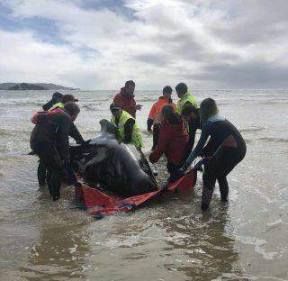 Centenas de baleias morrem encalhadas na Austrália.