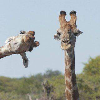 Conheça os finalistas do 'Comedy Wildlife Photo' 2020.