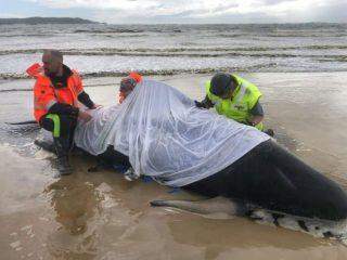 Centenas de baleias morrem encalhadas na Austrália.