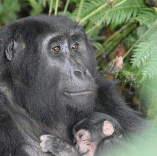 Baby boom': cinco bebés gorilas em seis semanas.