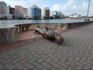 Estátua de Ariano Suassuna é derrubada em ato de vandalismo no Recife