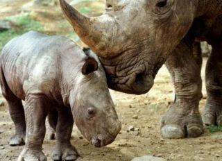 Dois rinocerontes-de-java bebés são encontrados em parque natural da Indonésia
