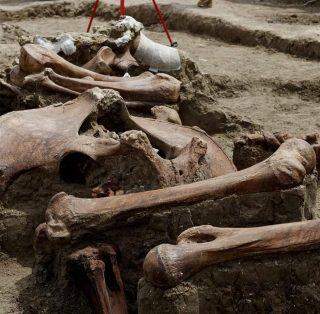 Centenas de ossos de mamutes foram encontrados no local de um futuro aeroporto do México