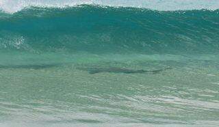 Susto! Mulher fotografa tubarão “pegando onda” em Fernando de Noronha