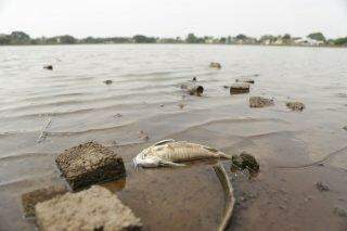 Estiagem faz Lagoa Itatiaia ter pior seca dos últimos anos e peixes não resistem