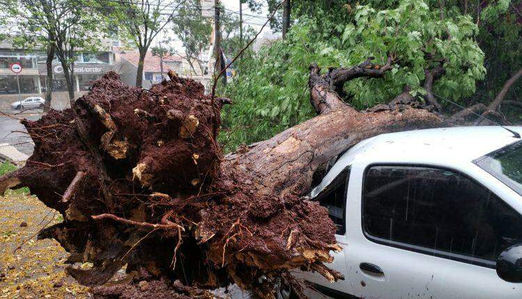 Árvore cai durante ventania e destrói carro estacionado no Centro
