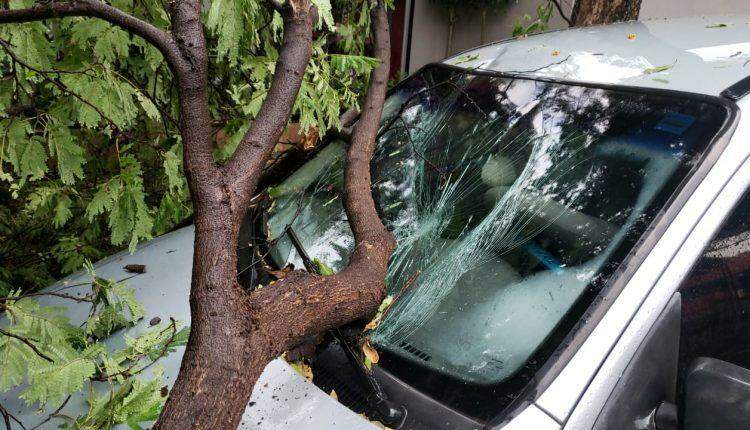 Árvore cai durante ventania e destrói carro estacionado no Centro