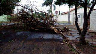 Com rajadas de vento de 61 km/h, tempestade derruba árvores em bairros de Campo Grande