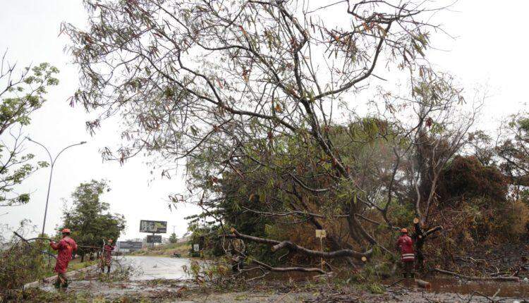 Chuva derruba árvores e soma 48 mm em poucas horas em Campo Grande