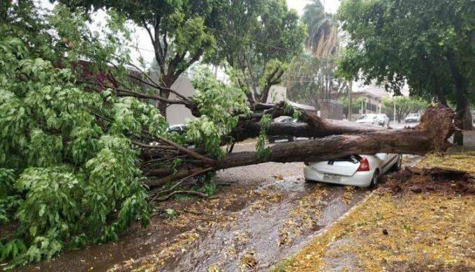 Árvore que caiu em cima de carro no Jardim dos Estados é retirada e via segue interditada