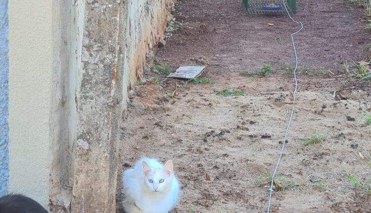 Sumiço de 10 gatos revolta vizinhança na Vila Sobrinho, em Campo Grande