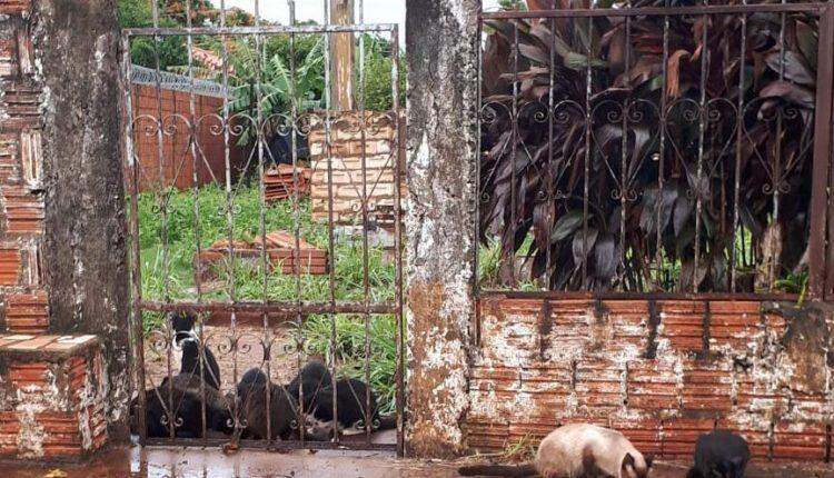 Sumiço de 10 gatos revolta vizinhança na Vila Sobrinho, em Campo Grande