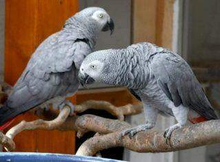 Papagaios são colocados em isolamento após xingarem visitantes em zoológico