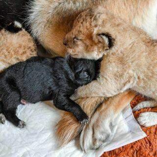 Cachorra adota e amamenta filhotes de leão abandonados pela mãe.