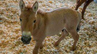 Kuny, o pônei: um clone de um cavalo raro em perigo