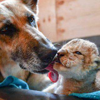Cachorra adota e amamenta filhotes de leão abandonados pela mãe.