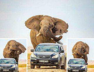 Safári tem fuga desesperada: SUV acelera para escapar de elefanta no Quênia