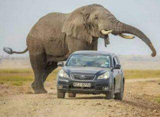 Safári tem fuga desesperada: SUV acelera para escapar de elefanta no Quênia