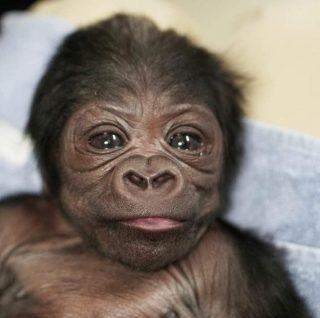 Nasce bebê gorila em zoológico dos Estados Unidos.