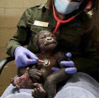 Nasce bebê gorila em zoológico dos Estados Unidos.