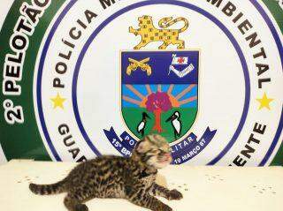 Moradora pega animal 'parecido com gato' e PMA diz que animal é jaguatirica