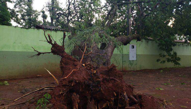 Temporal com ventos de 56 km/h derruba árvores e deixa bairros sem energia em Dourados