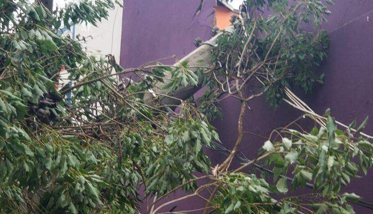Temporal com ventos de 56 km/h derruba árvores e deixa bairros sem energia em Dourados