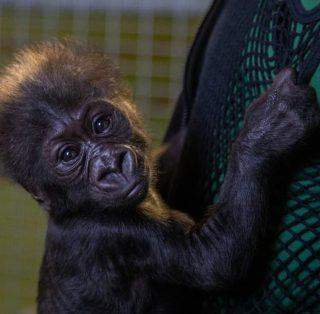 Zoológico abre votação para escolha de nome do filhote de gorila.