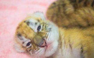 Raríssimos quádruplos tigres dourados nasceram em um zoológico chinês