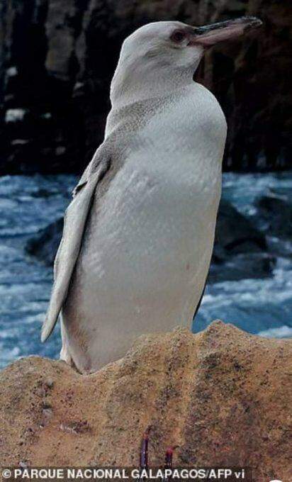 Pinguim BRANCO extremamente raro é visto nas Ilhas Galápagos