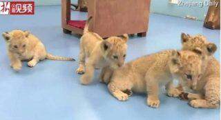 Raríssimos quádruplos tigres dourados nasceram em um zoológico chinês