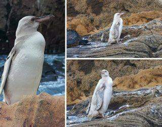 Pinguim BRANCO extremamente raro é visto nas Ilhas Galápagos