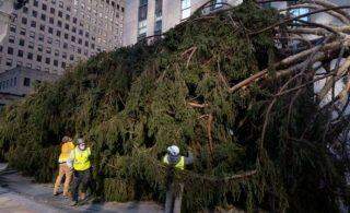 Corujinha é encontrada na árvore de Natal do Rockefeller Center em NY.