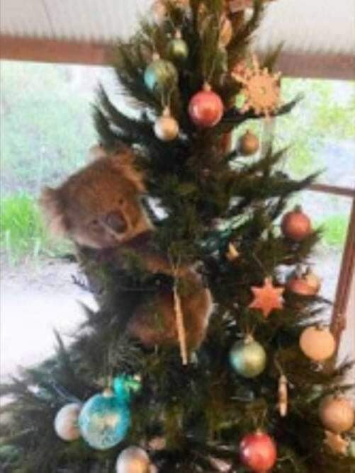 Coala invade casa na Austrália e ‘escala’ árvore de Natal