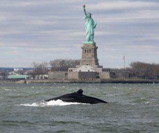 Baleia jubarte é flagrada próxima à Estátua da Liberdade em Nova York