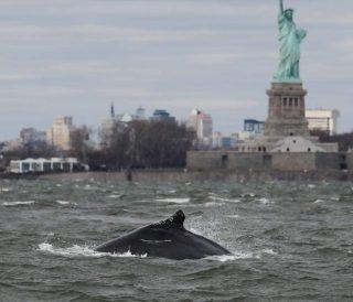 Baleia jubarte é flagrada próxima à Estátua da Liberdade em Nova York