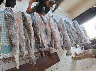 Pescadora profissional de Bonito tem 187 Kg de peixes apreendidos