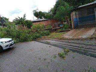 Após chuva rápida, árvore derruba postes e deixa moradores sem energia no Taquaral Bosque