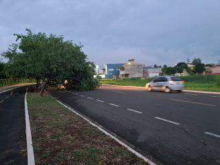 Árvore cai em frente ao Parque do Sóter, 'arranca' asfalto e interdita ciclovia