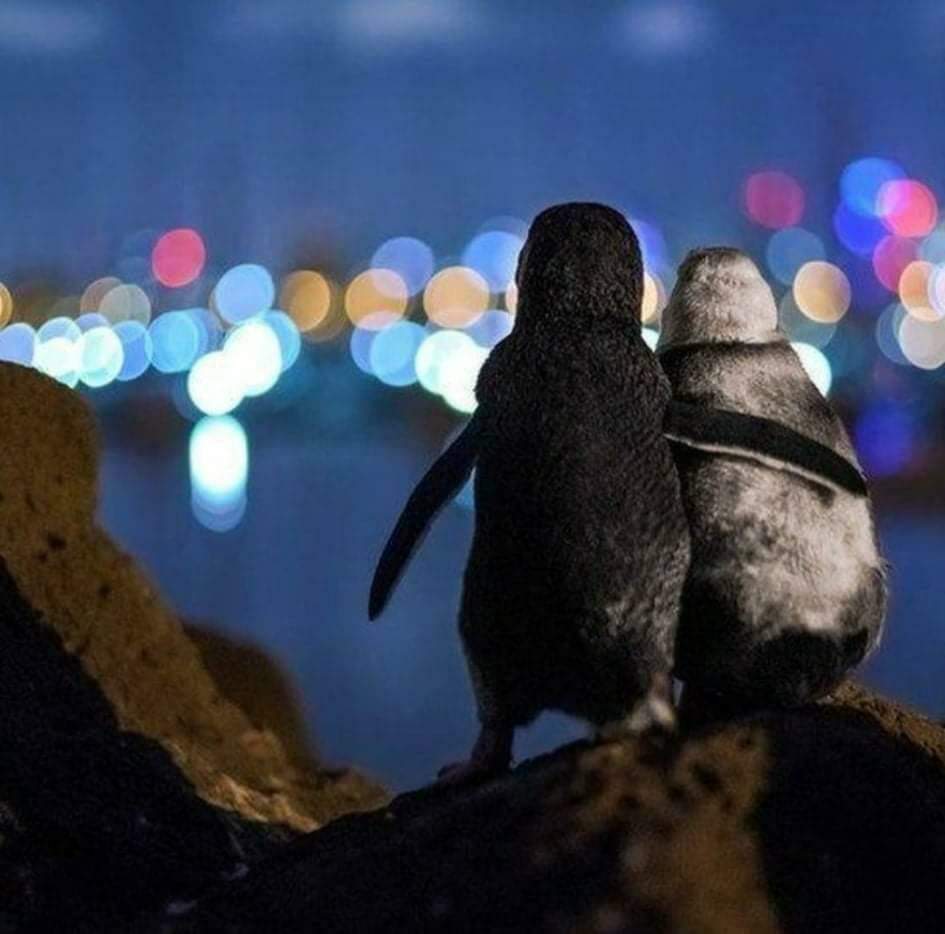 Pinguins viúvos se abraçando em foto premiada.