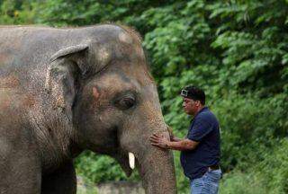 O elefante mais solitário do mundo chega a santuário e é recebido por Cher