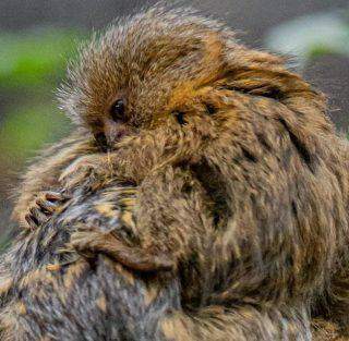 Chester Zoo recebe macacos gêmeos do tamanho de uma bola de pingue-pongue