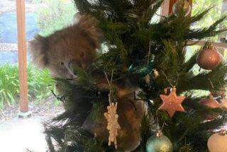 Coala invade casa na Austrália e ‘escala’ árvore de Natal