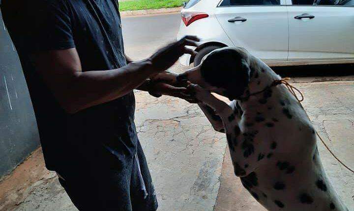 Final feliz: Após um ano desaparecido, cão Abu é reencontrado por familiares