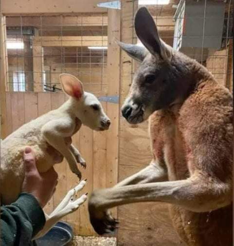 Canguru branco extremamente raro nasceu em um zoológico em Nova York