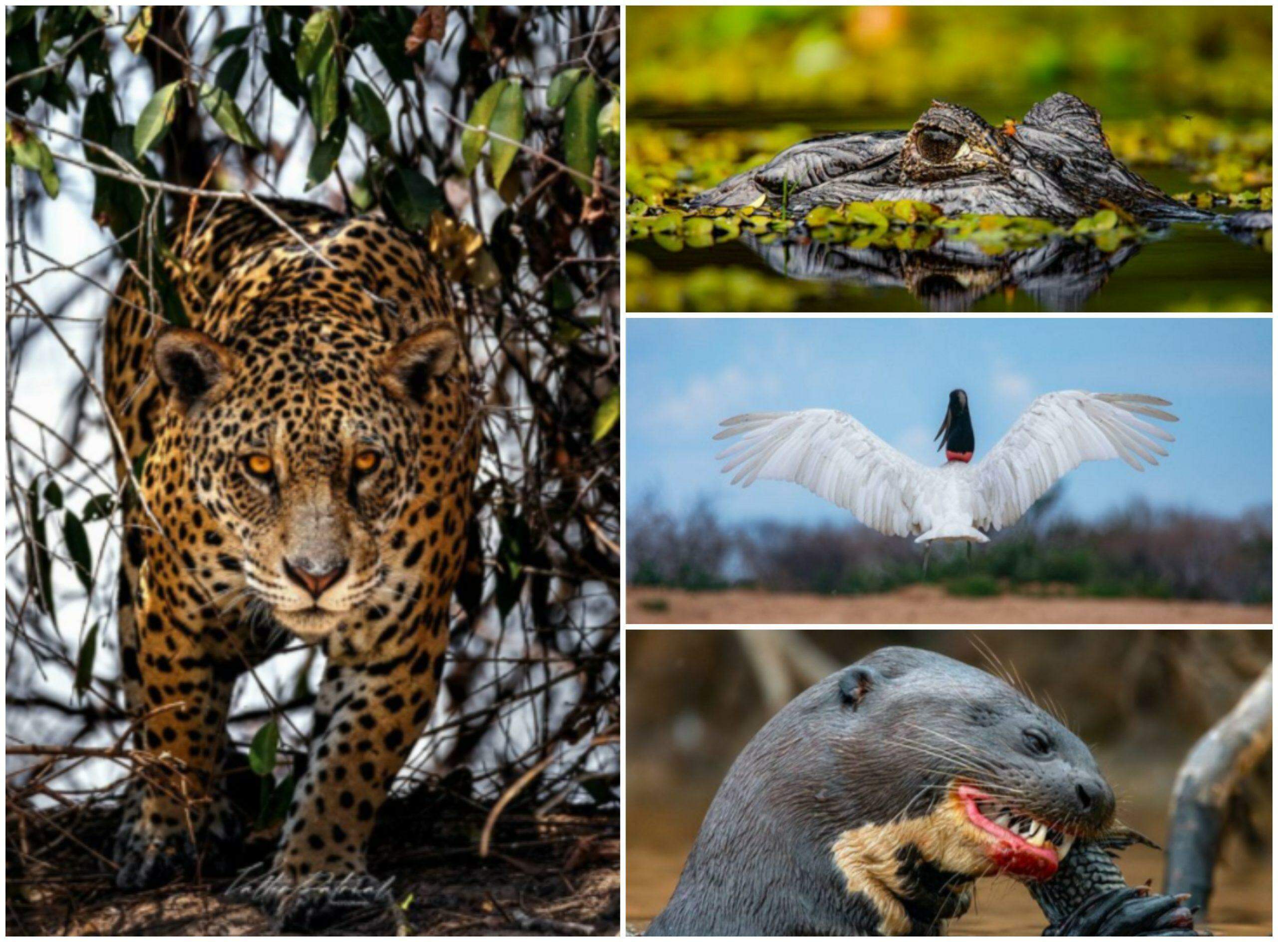 Vida Selvagem: Fotógrafo enfrenta perrengues e desafios, mas garante: ‘adrenalina vicia’