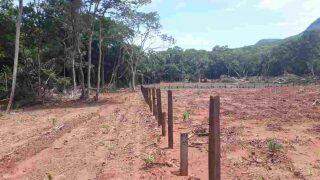 Fazendeiro é multado por desmatar margem da Estrada Parque no Pantanal