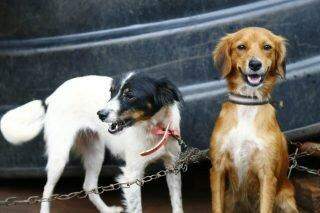Após denúncia de maus tratos a cães, gari é preso por desacato na Vila Ferroviária