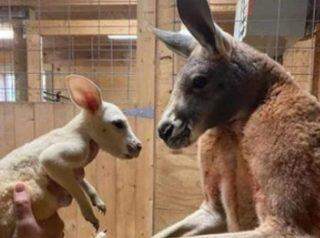 Canguru branco extremamente raro nasceu em um zoológico em Nova York