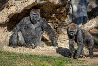 Dois gorilas de zoológico dos EUA testam positivo para covid-19.